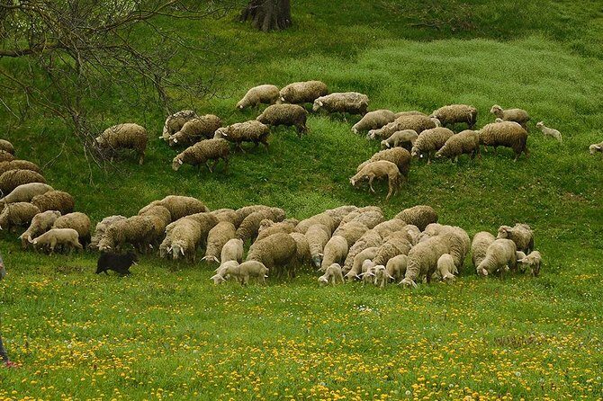 Northern Serbia: Sremski Karlovci & Novi Sad with Wine Tasting in a cellar - The Itinerary in Detail: What to Expect