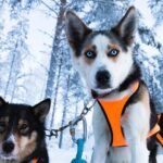 Nulkki Husky Adventure - The Itinerary Breakdown: What to Expect