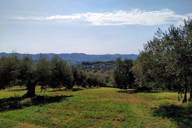 Oil Mill Private Tour with Guided Oil Tasting - Why Travelers Love This Tour