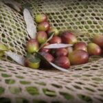 Olive Oil tour with Tuscan dinner - Who Is This Tour Perfect For?