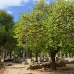 Olympia Tour & Archeological Museum - All Included - What We Love About This Tour