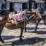 One Day Cruise to Hydra, Poros and Aegina from Athens - The Onboard Experience and Food