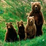 One day trip Bear Sanctuary, Dracula Castle, Rasnov Fortress from Brasov - Real Traveler Insights