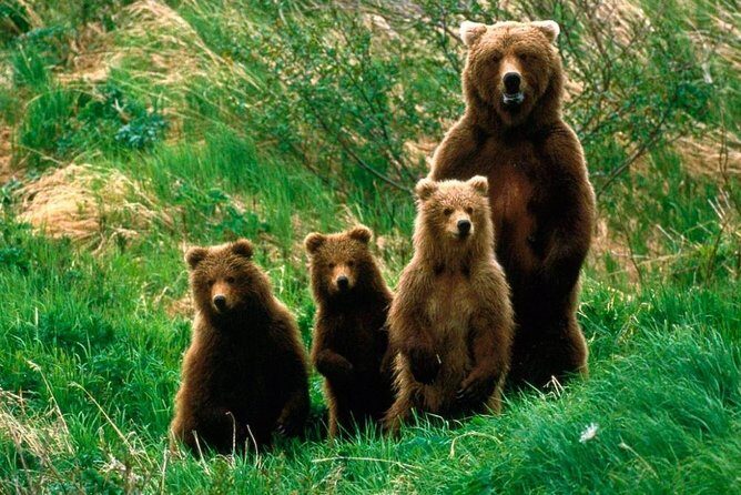 One day trip Bear Sanctuary, Dracula Castle, Rasnov Fortress from Brasov - Real Traveler Insights