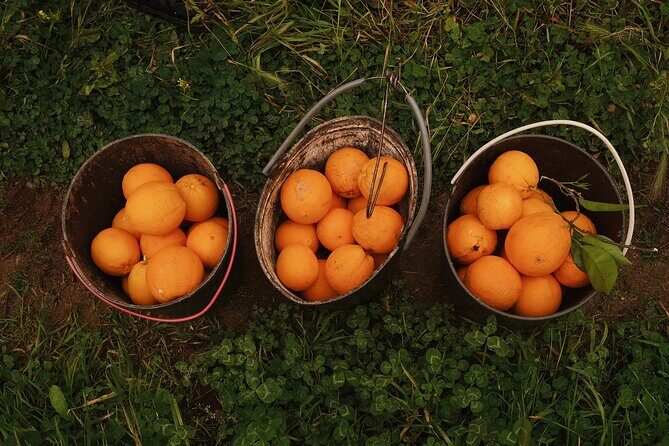 Organic Orange Picking & Jam Making with Farm-to-Table Lunch - What’s Included and What’s Not?