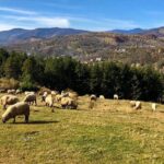 Original Carpathian Village Experience and Sinaia in one day tour - Final Thoughts