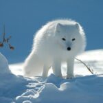 Ounasvaara and Ranua Zoo - The Scenic Ounasvaara Hike