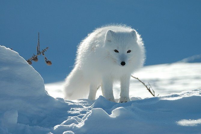 Ounasvaara and Ranua Zoo - The Scenic Ounasvaara Hike