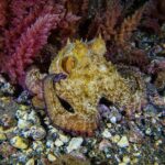 PADI ReActivate, Refresh your scuba skills! - What Does the Course Include?