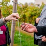 Pagus Wine Tours® - Sirmione by boat and Amarone - Full day tour - Practical details