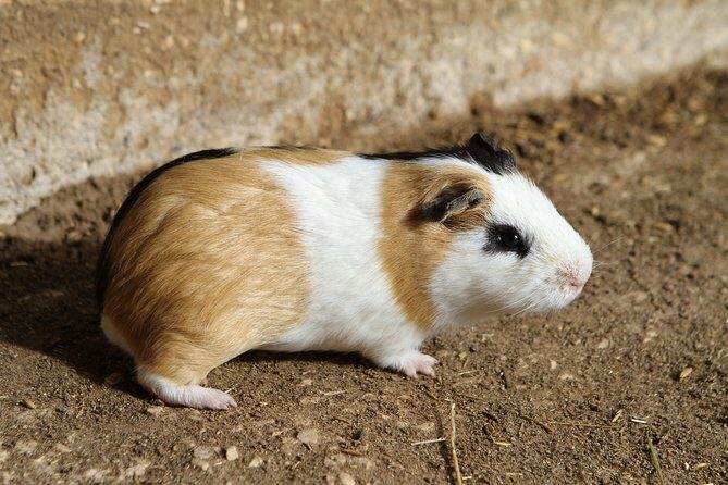 Parque da Mina Entrance Ticket - Final Thoughts