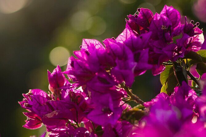 Photo Walking Tour in Sitges - What Makes This Tour Stand Out