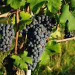 Piemonte Vineyards by Yourself from Turin - Business Car with English Chauffeur - Starting in Turin: Smooth and Stress-Free Pickup