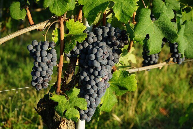 Piemonte Vineyards by Yourself from Turin - Business Car with English Chauffeur - Starting in Turin: Smooth and Stress-Free Pickup