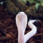 Planet Exotica entrance ticket - How You Get There and When