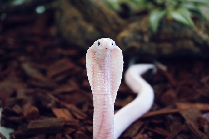 Planet Exotica entrance ticket - How You Get There and When