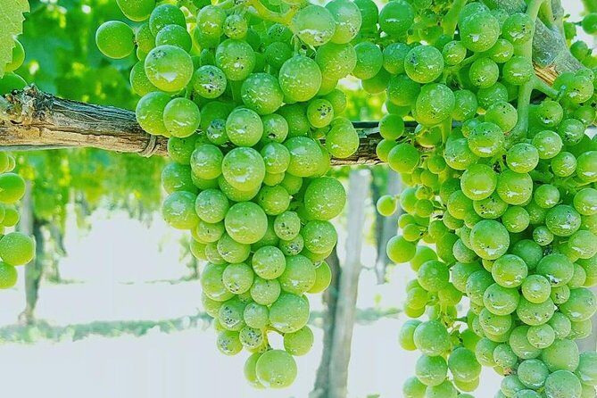 Pompei Archeological site and Wine tasting Experience - The Practical Side: Pricing, Value, and Tips