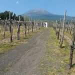 Pompeii-Vesuvius-Wine tour from Sorrento, licensed guide included - What We Love About This Tour