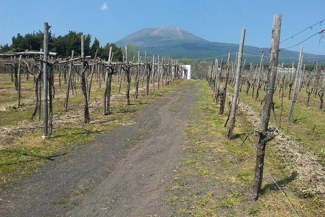 Pompeii-Vesuvius-Wine tour from Sorrento, licensed guide included - What We Love About This Tour