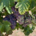 Pompeii & Wine Tasting: Private Day Tour from Naples - What’s Included and What’s Not