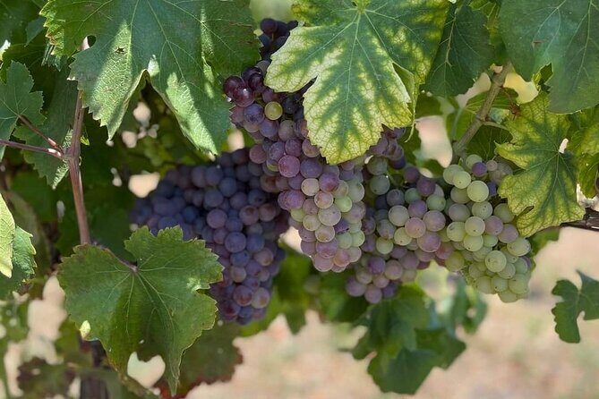 Pompeii & Wine Tasting: Private Day Tour from Naples - What’s Included and What’s Not