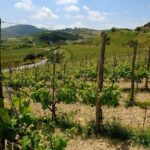 Premium Cretan Olive Oil Tasting, Wine, Raki and Local Food Tour - What Real Travelers Say