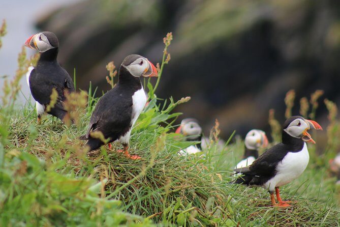 Premium Small-Group Puffin & Bird Watching tour from Reykjavík - Analyzing the Value of the Experience