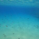 Private 1-Hour Guided Snorkeling Adventure with Go Pro Pictures - What travelers love about this tour