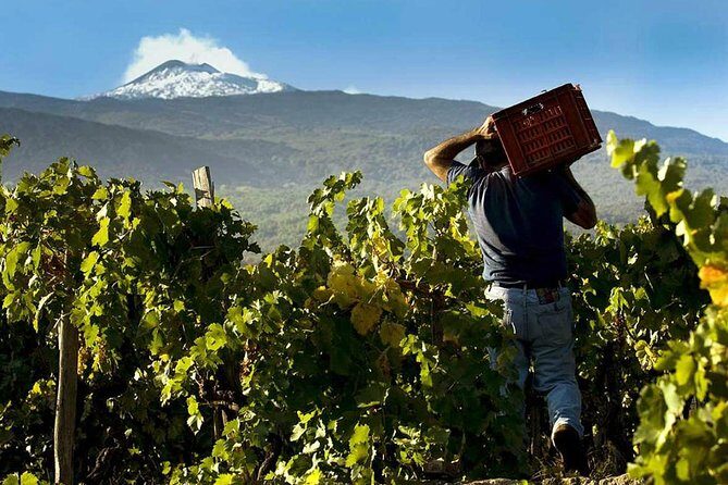 Private 6-Hour Tour of Three Etna Wineries with food&wine tasting - What Sets This Tour Apart?