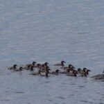 Private Boat Excursion into The Archipelago of Tammisaari - FAQ