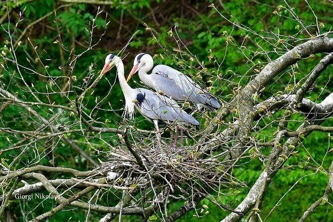 Private Canyon&Cave Tour from Kutaisi(Martvili-Okatse-Prometheus) - The Value of This Tour