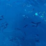 Private cruise to Cap d'Antibes and the Lérins Islands by sailboat - Is This Tour Worth the Price?