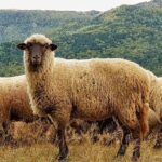 Private Day Tour to Historical Villages in Sinaia - The Value of the Experience