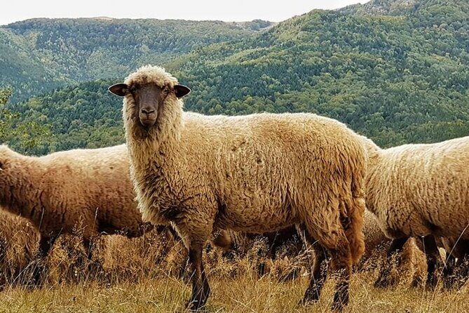 Private Day Tour to Historical Villages in Sinaia - The Value of the Experience