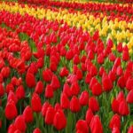 Private Day Trip to Keukenhof Gardens with Entrance Tickets - What the Reviews Say