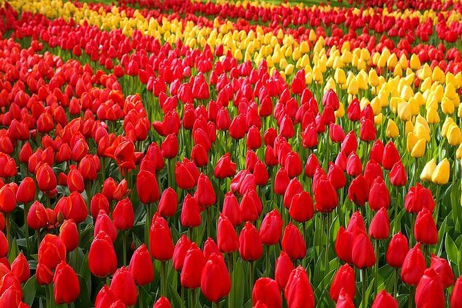 Private Day Trip to Keukenhof Gardens with Entrance Tickets - What the Reviews Say