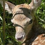 Private Deer Park Tour and Day Out in Leek - Who Will Love This Experience?