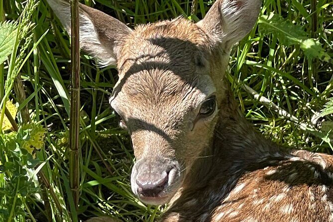 Private Deer Park Tour and Day Out in Leek - Who Will Love This Experience?