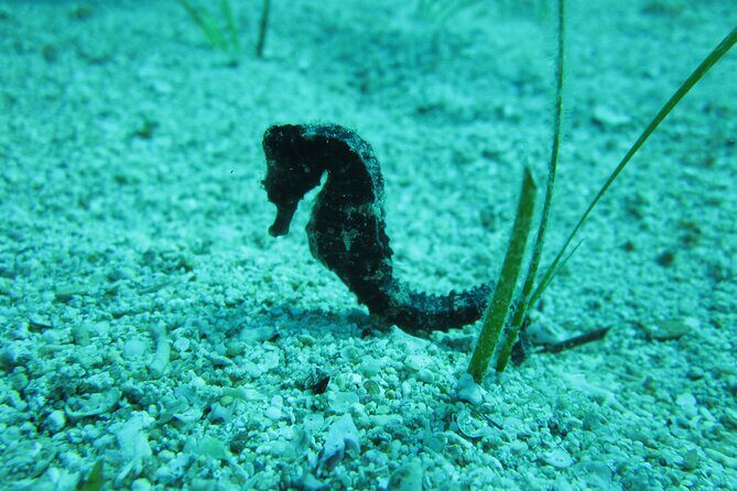 Private Discovery Dive + Photos & Videos - The Practical Bits