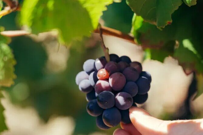 Private Double Wine Tasting Tour in Frascati - Exclusive - Is This Tour Right for You?