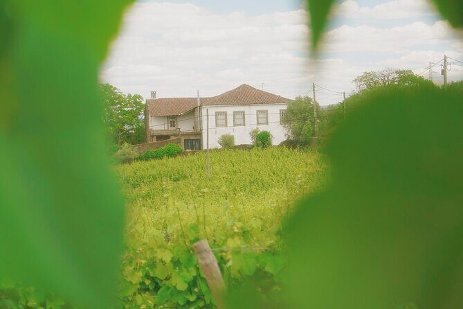 Private Douro Valley Tour with Lunch & Wines - What We Love About This Tour