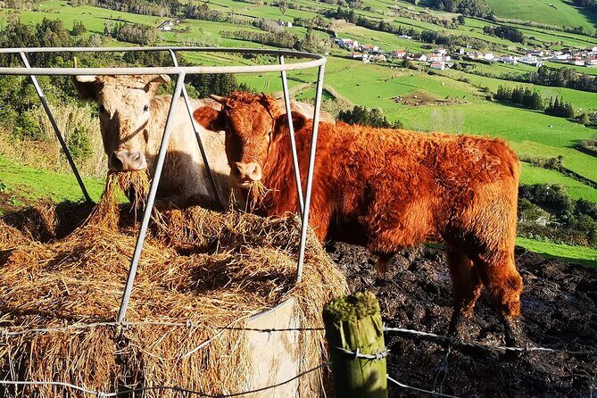 Private full day Faial, life on the island - Transport, Timing, and Group Size