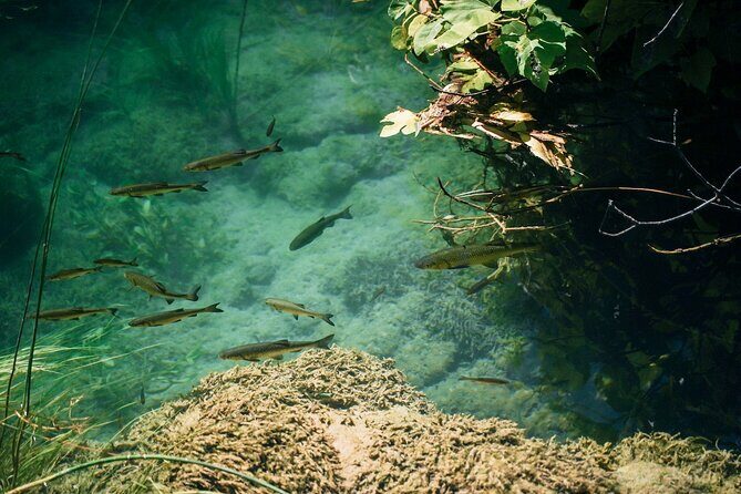 Private Full-Day Krka Waterfalls Tour with Wine Tasting - Discovering Krka National Park