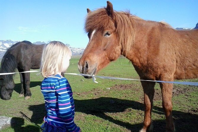 Private Golden Circle Tour from Reykjavik - The Experience: What You Can Expect Day-to-Day