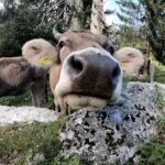 Private Guided Day Trip to Pilatus - Deep Dive into the Itinerary