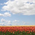 Private Half-Day Trip From Amsterdam to The Tulip Fields in Keukenhof - The Itinerary—A Closer Look