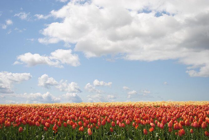 Private Half-Day Trip From Amsterdam to The Tulip Fields in Keukenhof - The Itinerary—A Closer Look