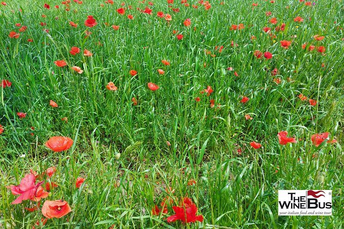 Private Irpinia Wine Tour from Sorrento with sommelier - What Makes This Tour Stand Out?