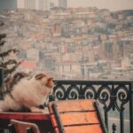 Private Istanbul Highlights Tour: 1, 2, or 3-Day Options - How the Tour Works & Practical Considerations