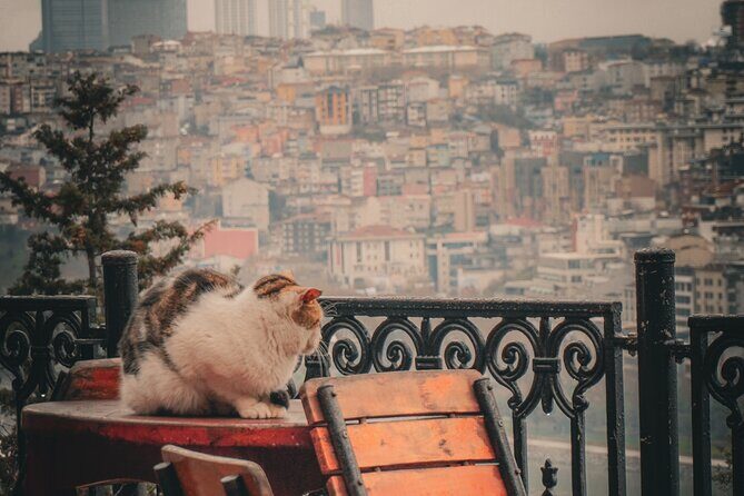 Private Istanbul Highlights Tour: 1, 2, or 3-Day Options - How the Tour Works & Practical Considerations